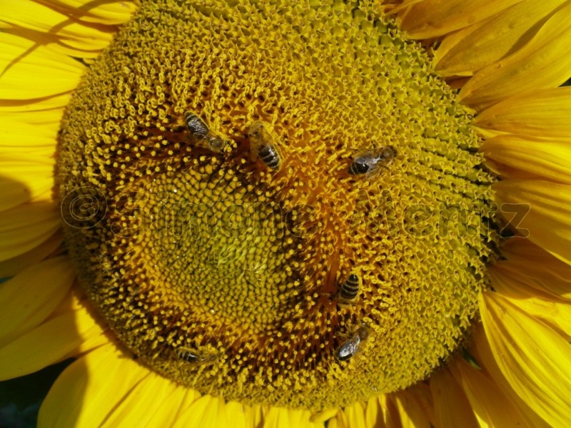 Images/Sonnenblumen_ (04).jpg